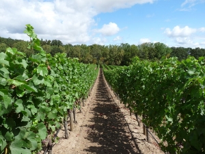 800px-Cristom_Vineyard_Oregon_with_example_of_clear_cultivation