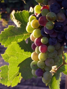 Grapes_during_pigmentation-Recovered2
